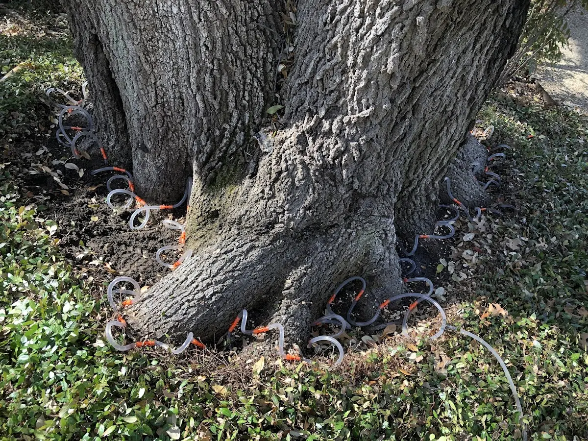Detailed Tree Cabling and Bracing job site in Pettisville