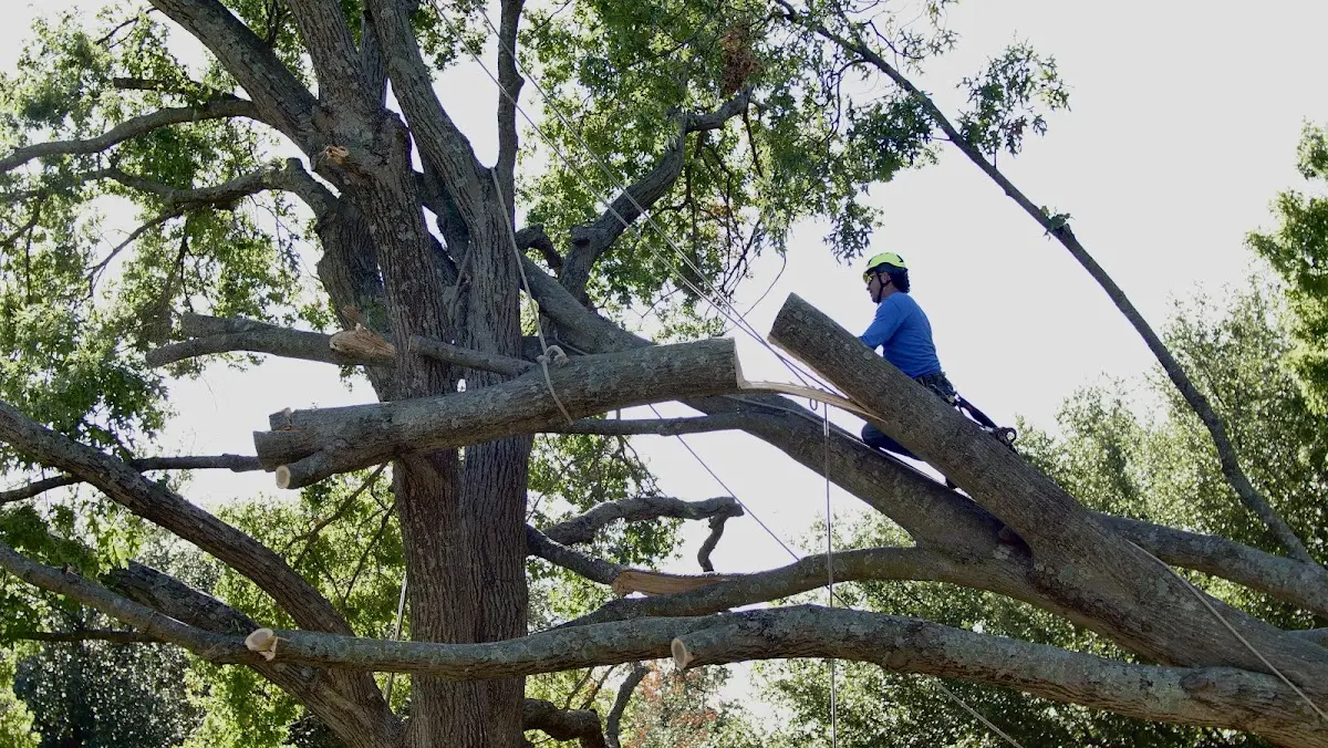Professional Crown Thinning performed by certified arborists in Pettisville