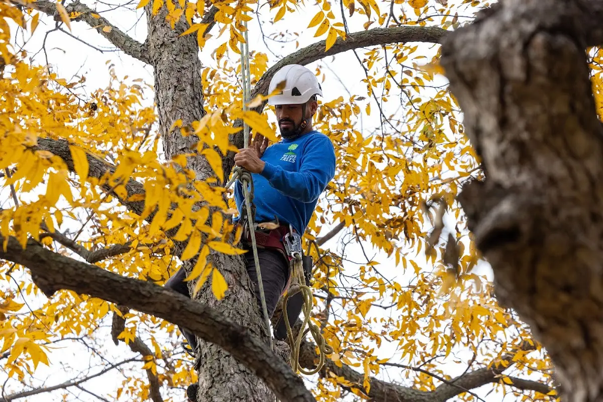 Skilled Tree Pruning crew working in Pettisville